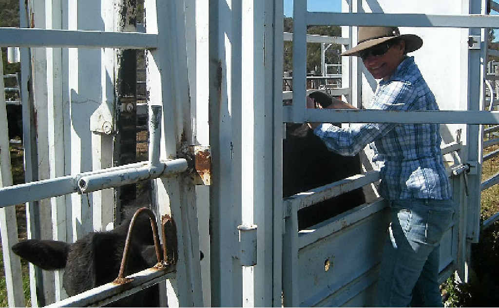 YARD STICK: Newcomer to the bush Margot Tesch offers some tips for getting it right in the stockyards. YARD STICK: Newcomer to the bush Margot Tesch offers some tips for getting it right in the stockyards.